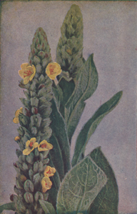 Great Mullein or Velvet Dock